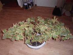 blue widow chelou 1