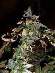 blue widow chelou 2