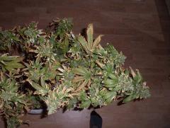 blue widow chelou 4