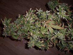 blue widow chelou 3
