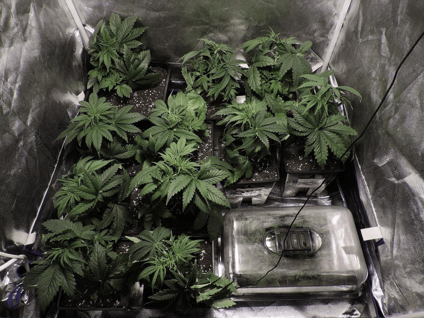 RUN SELECTA SUPER SKUNK