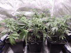 growbox2