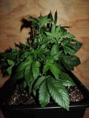 black bomb