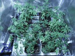 Growbox haut
