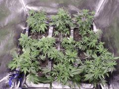 growbox1