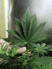 feuilles 11 pales