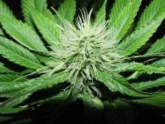 bud2