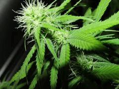 macro 2
