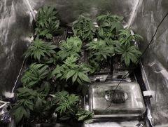 RUN SELECTA SUPER SKUNK