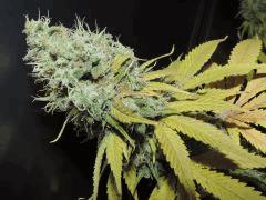 buds macro