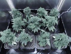 Bloombox haut