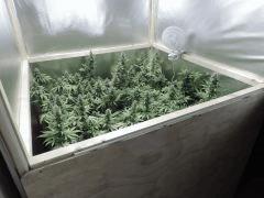 Bloombox haut