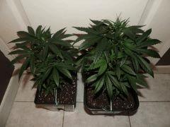 3 haute