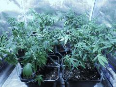 growbox face