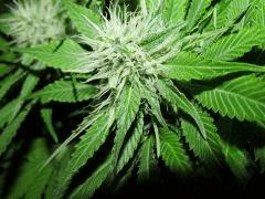 bud1