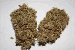 Chemdawg 1