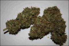 Blue Cheese 1