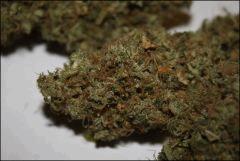 Blue Cheese 3