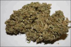 Sour Diesel Amherst 1