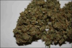 Sour Diesel Amherst 2