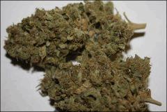 Sour Diesel Amherst 3
