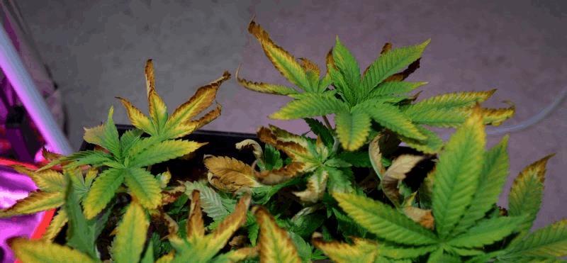 med_gallery_833562_4089_96368.jpg