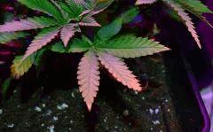 Critical B