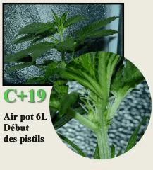 C19 la triple feuille