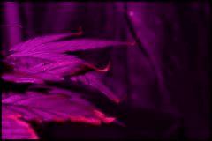 Northern Lights auto C+31-F+25