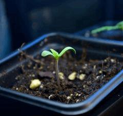 CRITICAL germination C+2