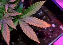 Critical D