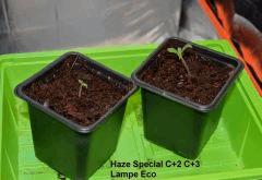 Haze Special  1 et 2: C+2 et C+3. Graines régulières.