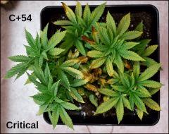 Critical C+54
