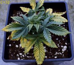 Critical C+ 32