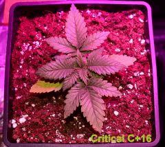 CRITICAL germination C+16