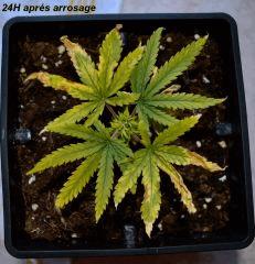 Haze Special a : C+36