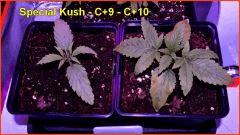 Special Kush C+9 et C+10
