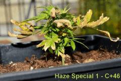 Haze special 1 - C+46