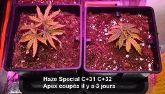 Haze Special 1 et 2 - C+31 et C+32