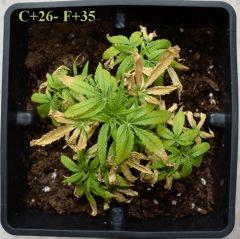 Special Kush - C+26 - F 35