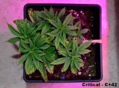 Critical C + 42