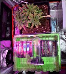 Critical C+42 + Special Kush
