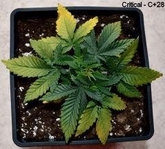 Critical C+28