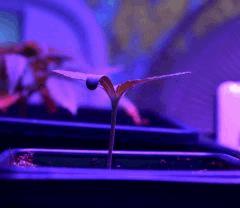 CRITICAL germination C+5