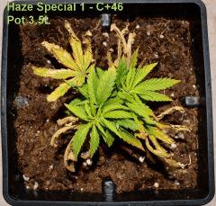 Haze Special 1 - C+ 46