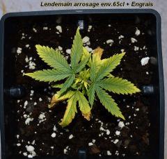 Haze special b : C+35