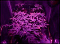 3 Northern Lihgts auto
