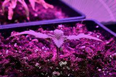 CRITICAL germination C+8