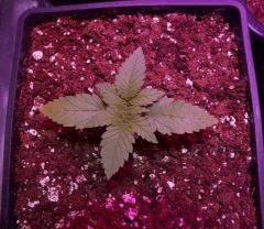 CRITICAL germination C+11
