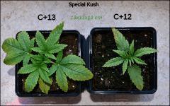 Special Kush - C+12 C+13